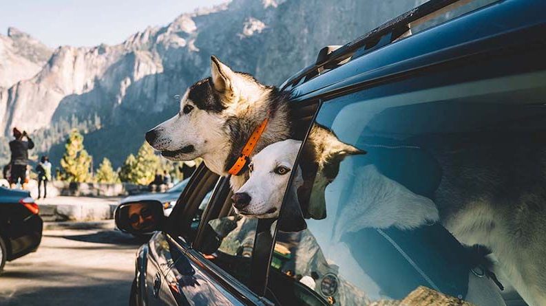 Two dogs in car at Yosemite