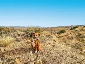 Pet-friendly accommodations in the California deserts