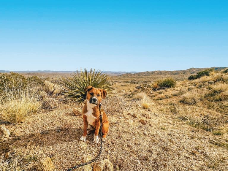 Maggie dog in the desert.