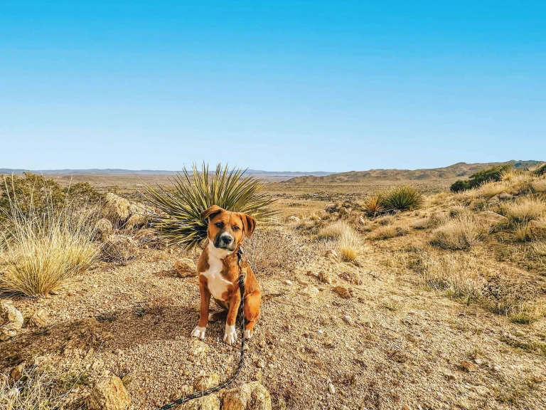 Image from Pet-friendly accommodations in the California deserts on DogTrekker