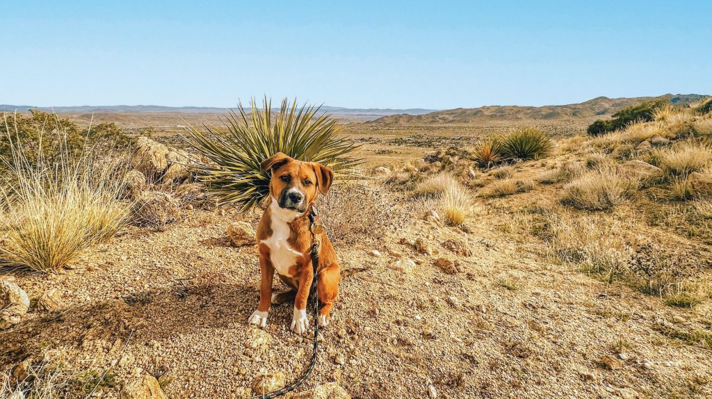 Maggie dog in the desert.