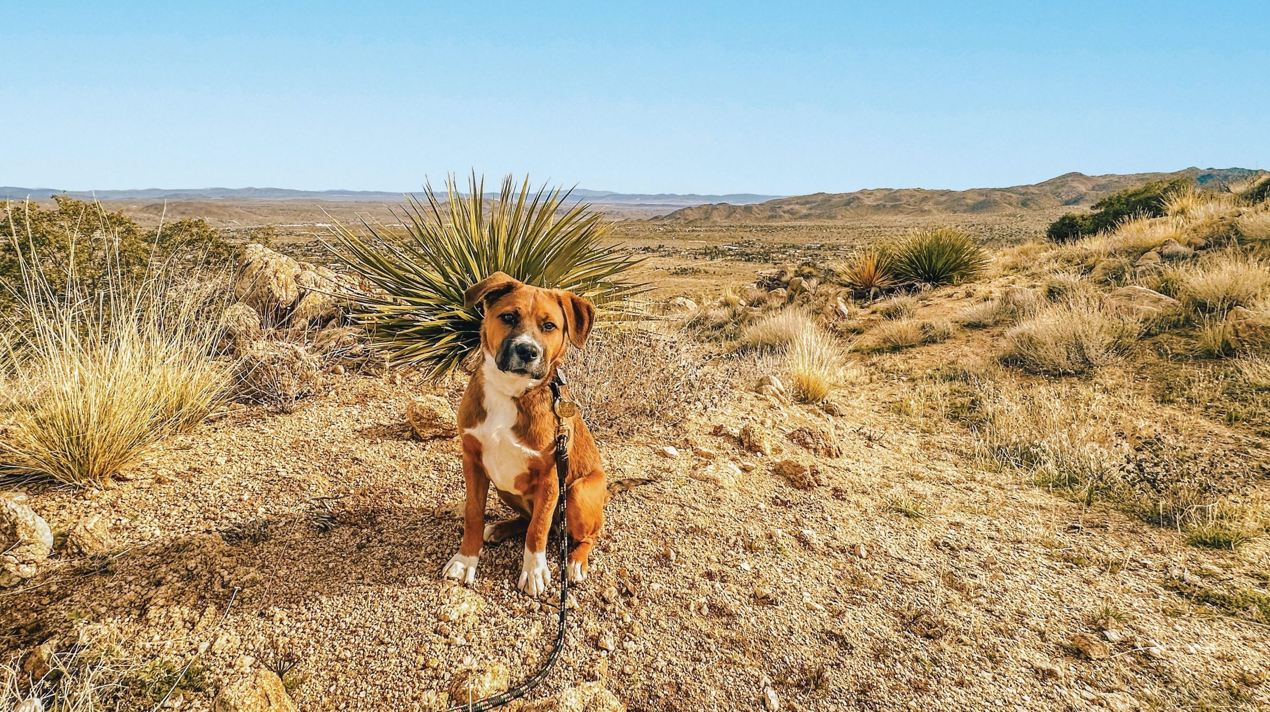 Maggie dog in the desert.