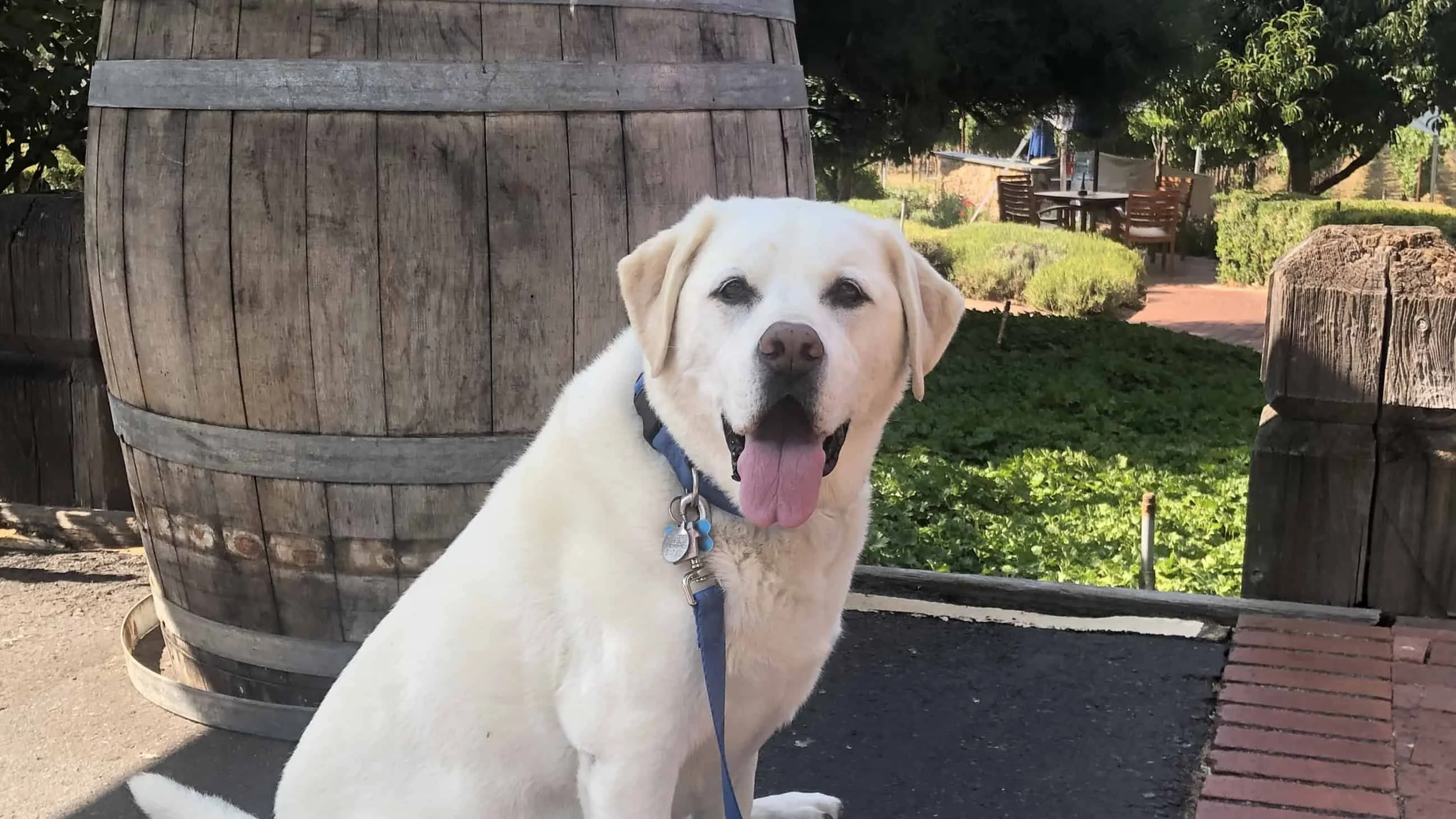 Maya at Navarro Vineyards.