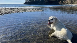 Maya coasting in Mendocino County.