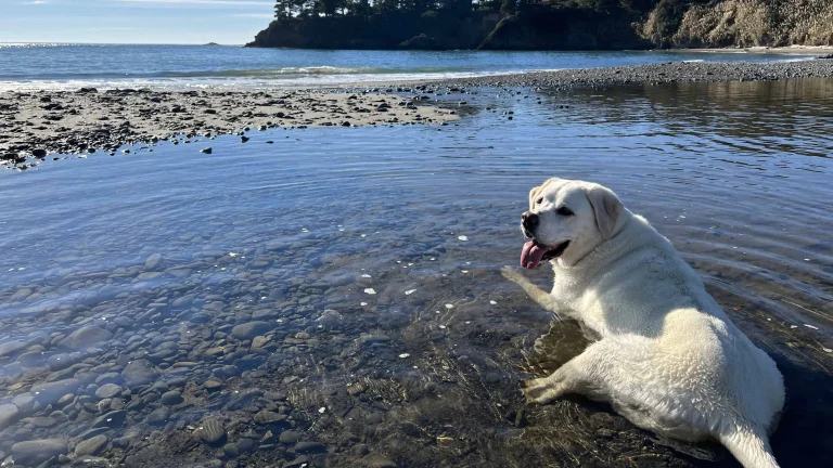 Maya coasting in Mendocino County.