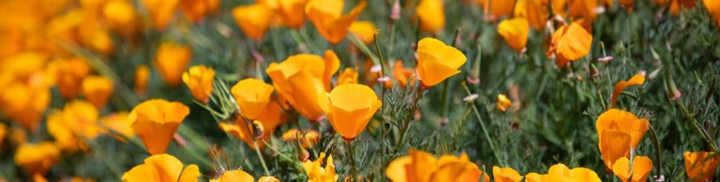 Poppies in Five Canyons Opens Space