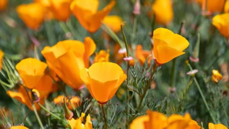 Five Canyons Open Space