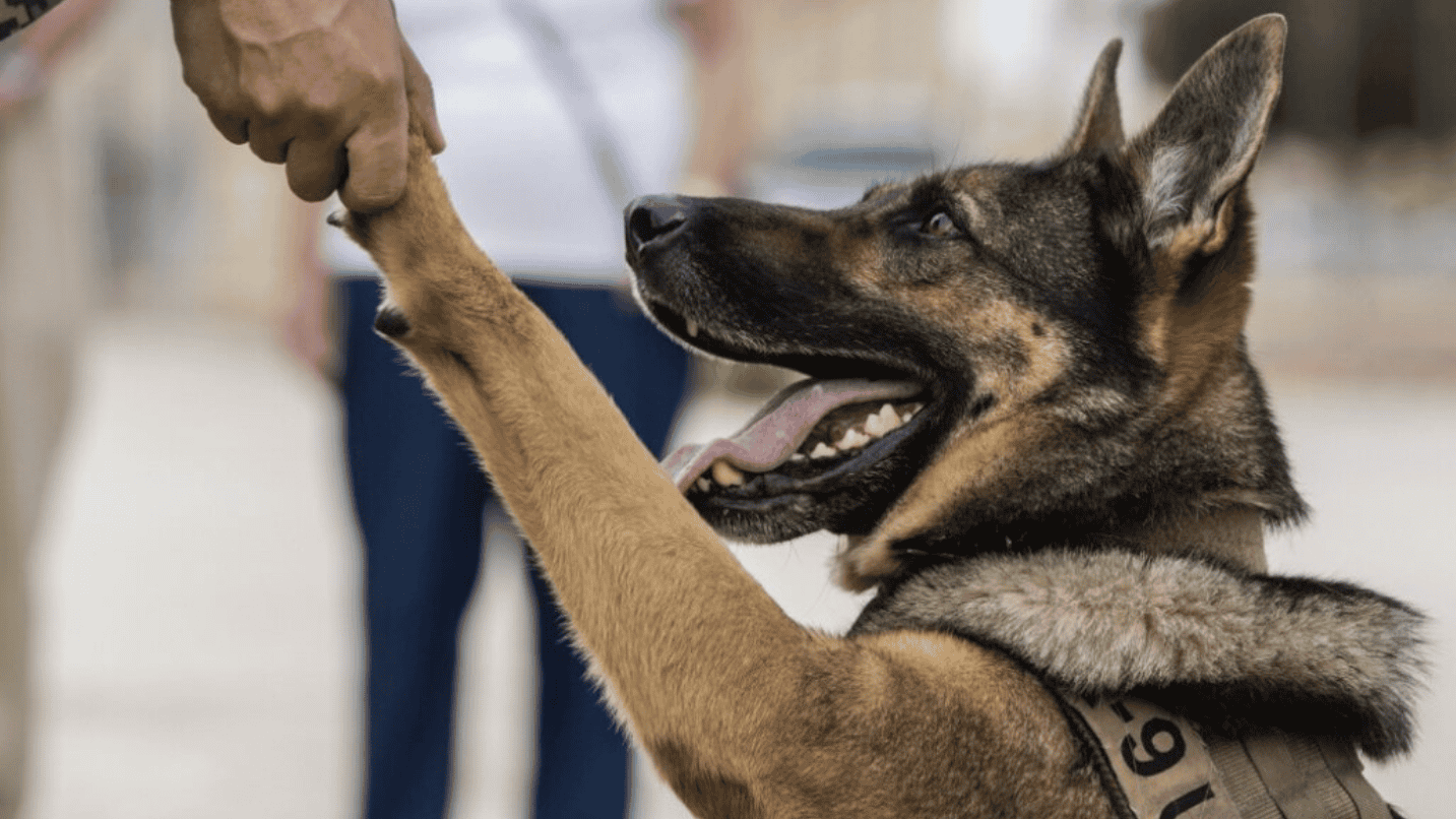 A German shepherd wearing a working dog vest shakes hands with a person.
