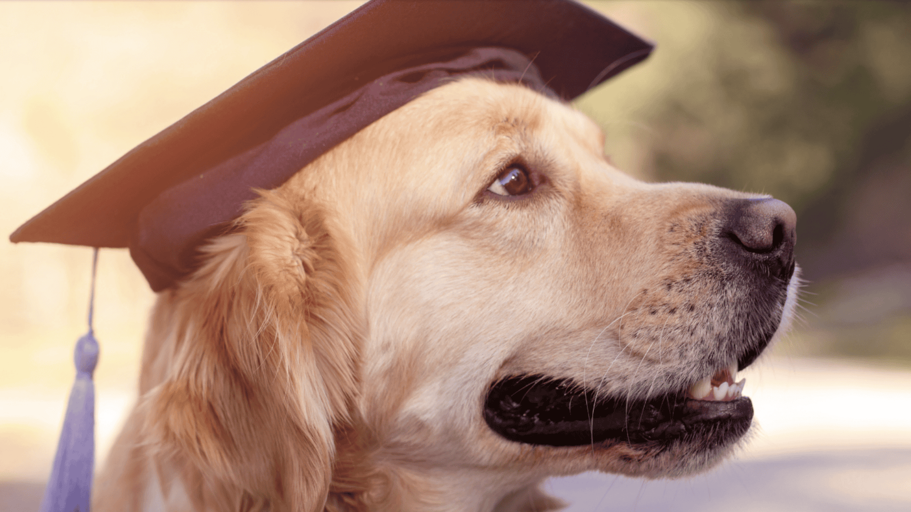A golden retriever proudly sporting a graduation cap at the Early Alert Canines Ceremony.