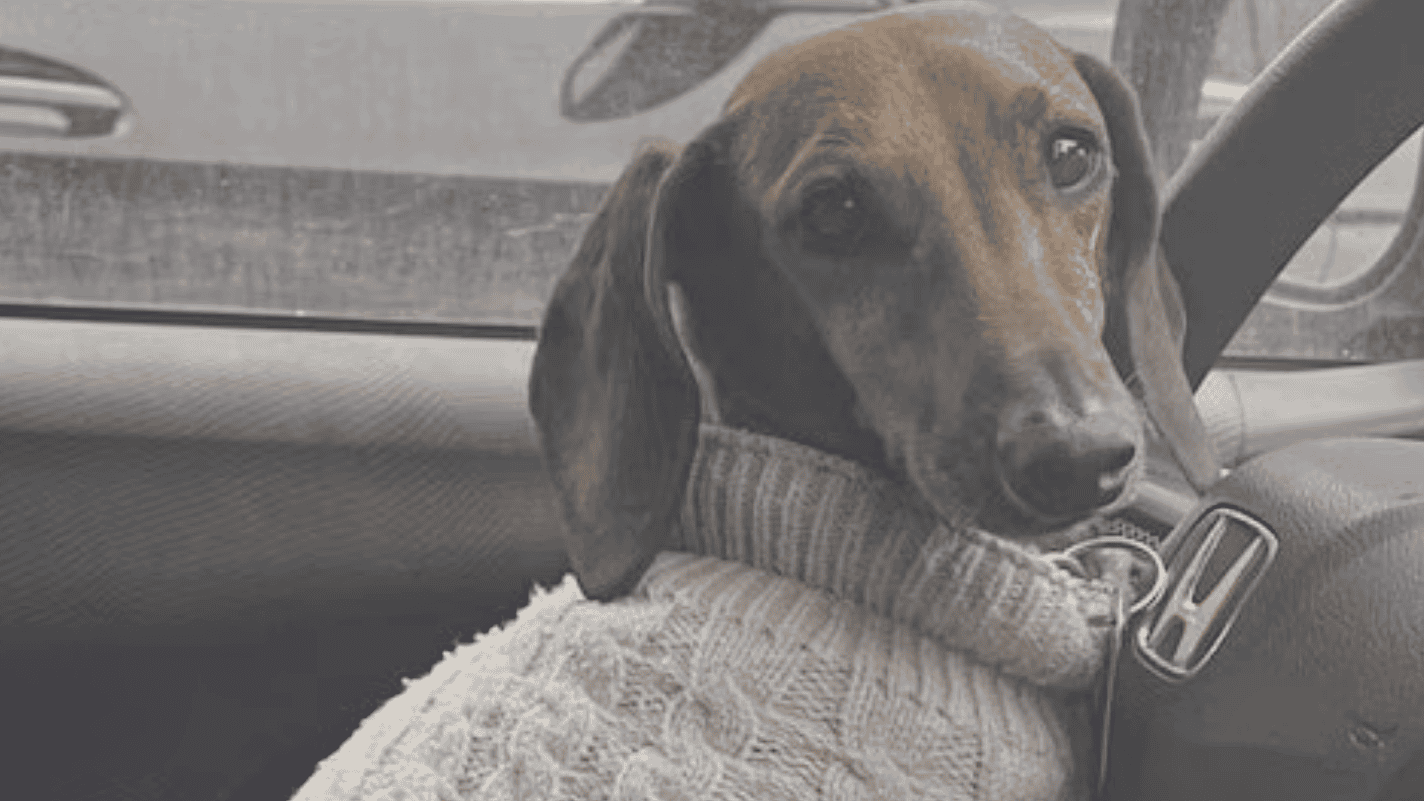 A dachshund wearing a sweater behind the car's steering wheel, all poised and ready for the fun-packed Dachshund Hike Meetup. - Dogtrekker