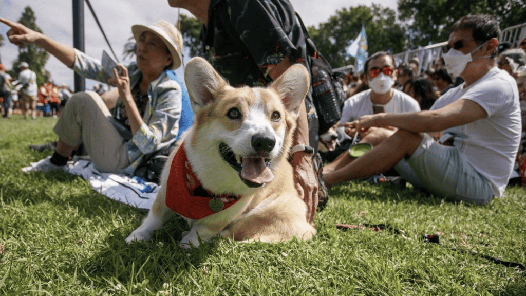 corgi on grass with people in background