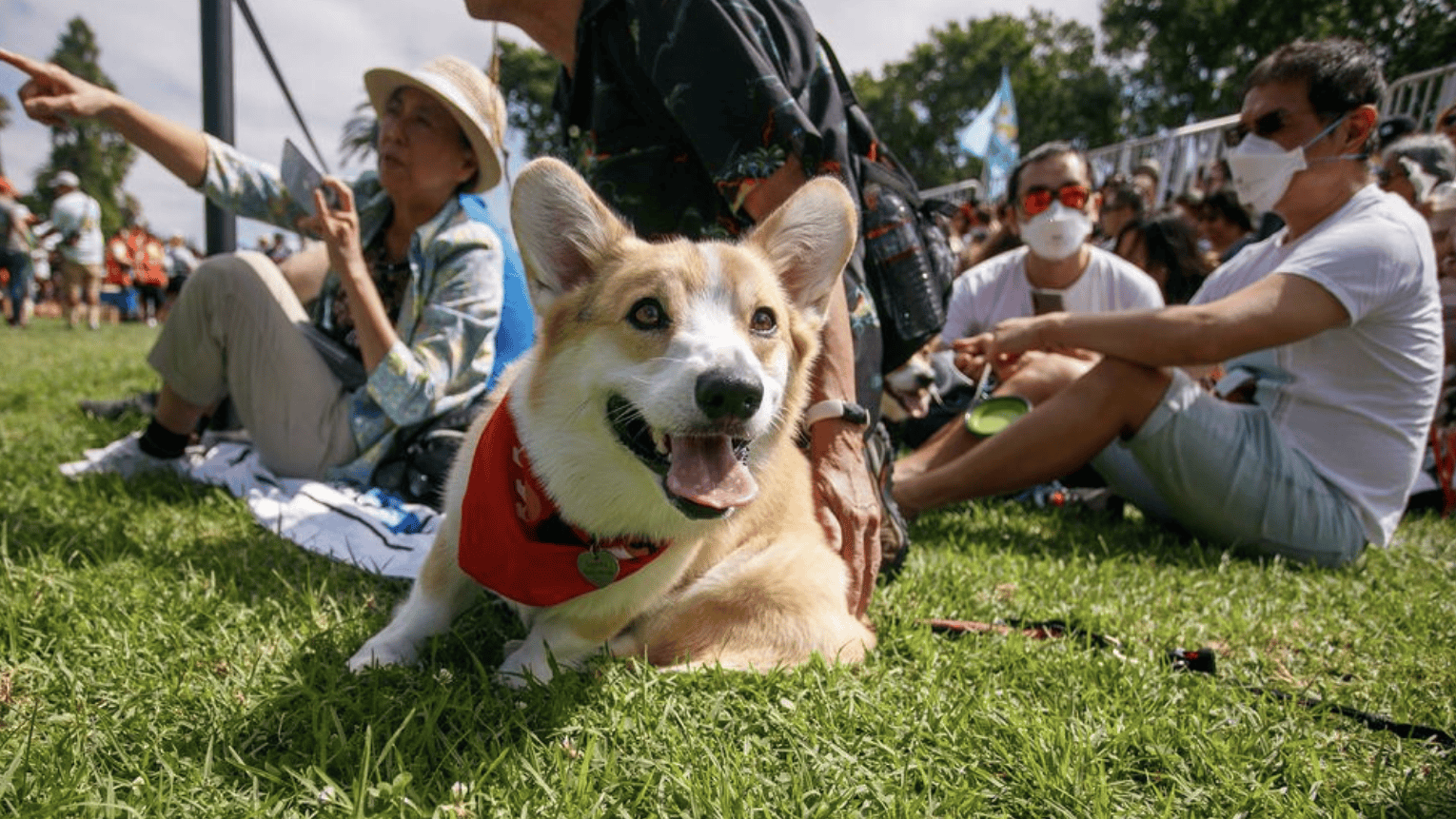 corgi on grass with people in background