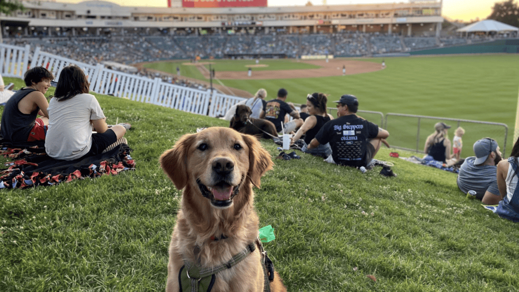 happy golden retriever sitting in grass with baseball field in the background.