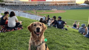 Sacramento River Cats Bark in the Park