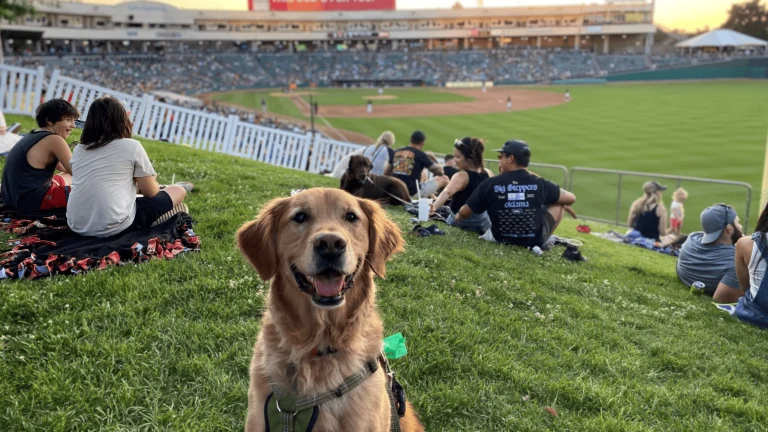 Dog-friendly California destination, photo courtesy of Sacramento River Cats