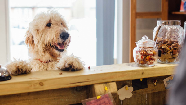 A light-haired dog stands on its hind legs, resting its front paws on a wooden counter. Its tongue hangs out in a happy pant. On the counter, several glass jars filled with treats and decorative items are neatly arranged.