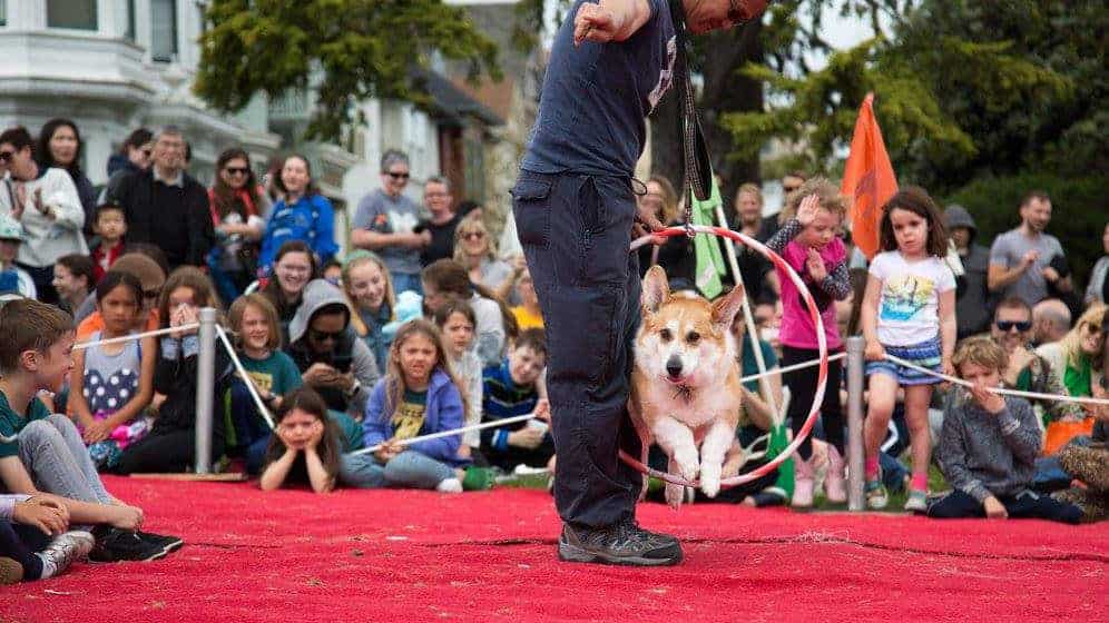 An agile corgi, with its little legs propelling it forth, athletically leaping through a hoop masterfully held by a skilled trainer at an engaging outdoor event in 2024. The audience, immersed in the spectacle, watches with rapt attention and delight amidst an atmosphere full of energy and dog-loving camaraderie. - Dogtrekker