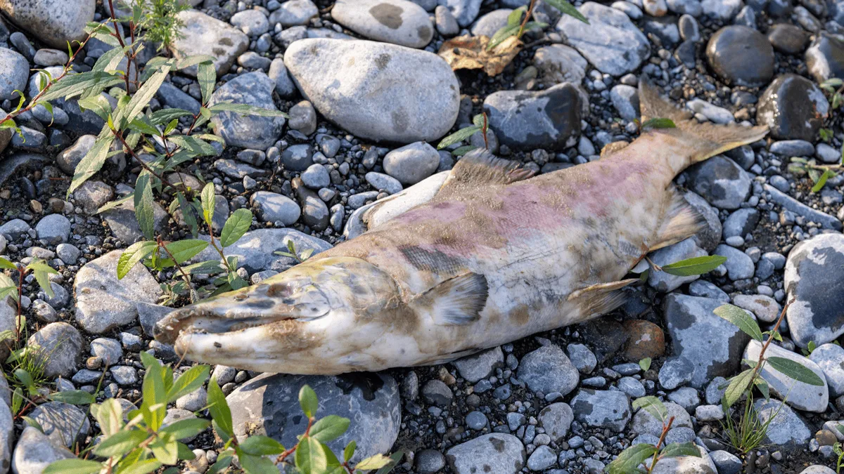 deadfish-adobe-stock