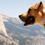 Dog by view of half dome