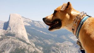 Dog by view of half dome