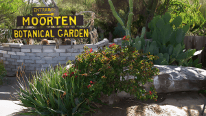 Moorten Botanical Garden: A desert oasis for you and your dog
