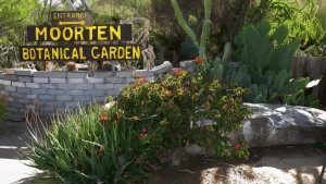 moorten-botanical-garden-palm-springs-cactus-garden-gallery-13