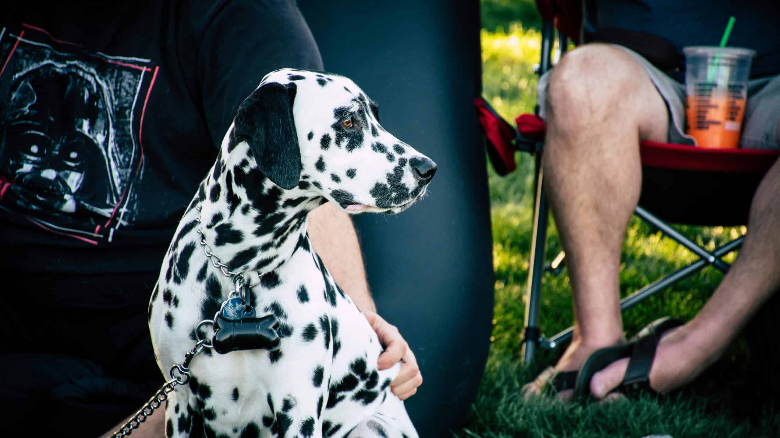 A Dalmatian sits next to its owners on the grass
