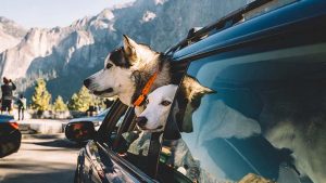 Two dogs in Yosemite