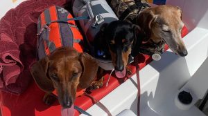 3 dachsunds on pedal boat
