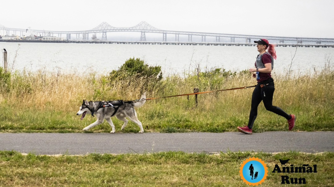 A woman with pink hair jogs along a path with a Husky dog tethered to her waist. Behind them, there's a grassy field, a body of water, and a distant bridge. A circular logo in the bottom right corner reads "Animal Run.