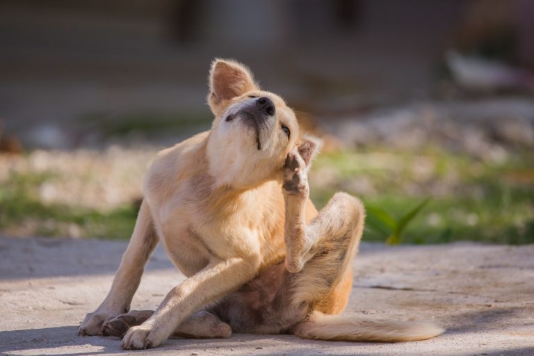 A pale, sandy-furred dog sits calmly on a cool, concrete surface, diligently scratching at an itchy ear with its rear leg. The discomfort arises from a common flea allergy. The details of the scene are sharply in focus, while the surroundings blend into a gentle blur capturing your attention solely on the dog and its actions.