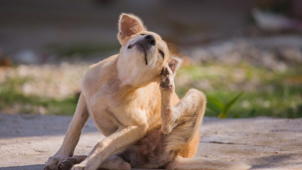 A pale, sandy-furred dog sits calmly on a cool, concrete surface, diligently scratching at an itchy ear with its rear leg. The discomfort arises from a common flea allergy. The details of the scene are sharply in focus, while the surroundings blend into a gentle blur capturing your attention solely on the dog and its actions.