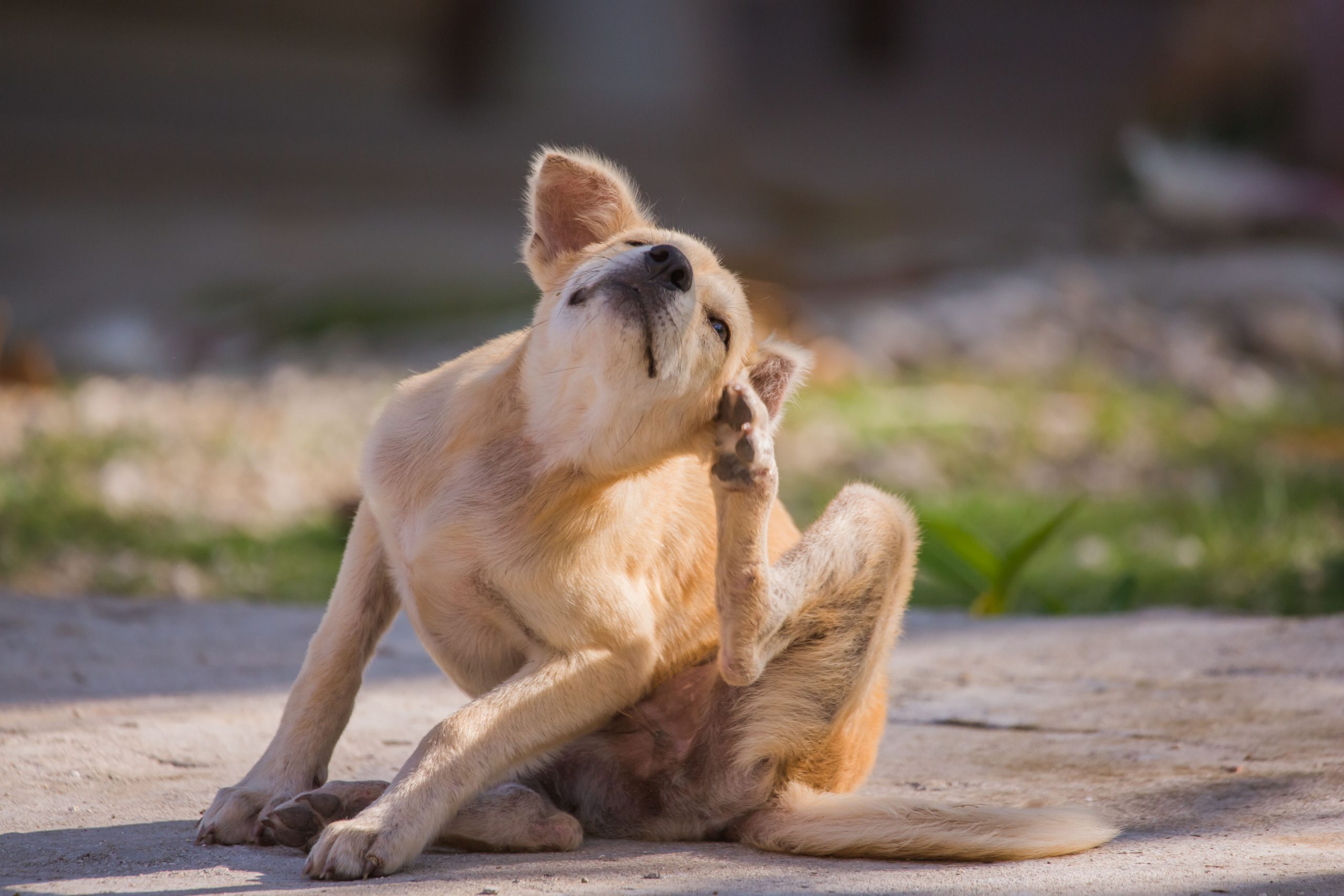 A pale, sandy-furred dog sits calmly on a cool, concrete surface, diligently scratching at an itchy ear with its rear leg. The discomfort arises from a common flea allergy. The details of the scene are sharply in focus, while the surroundings blend into a gentle blur capturing your attention solely on the dog and its actions.