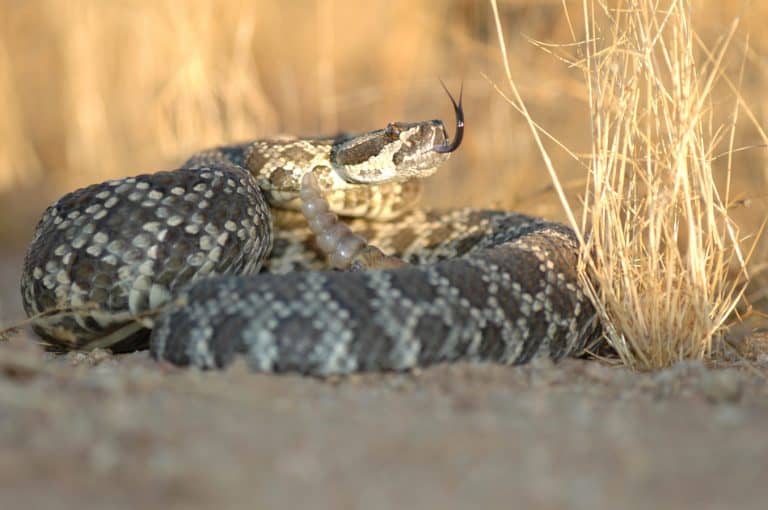 California rattlenake