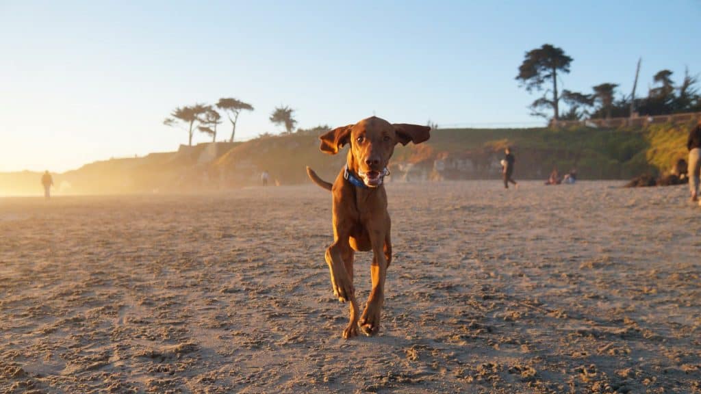 dog running on the beach