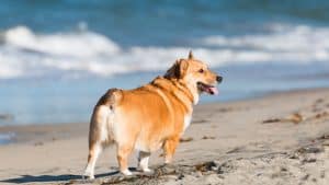 The South Coast: Pedigreed fun for pups