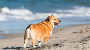 The South Coast: Pedigreed fun for pups
