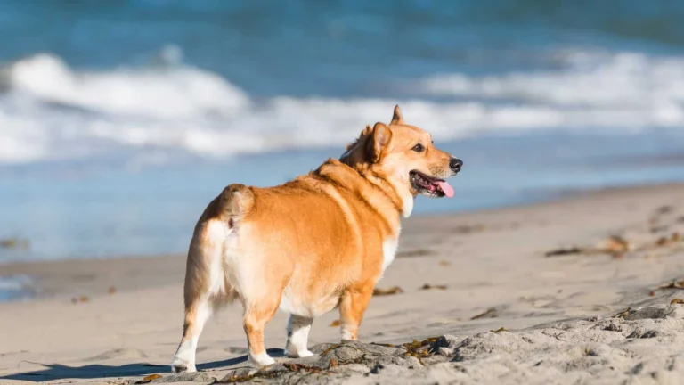 Corgi at San Diego Dog Beach.
