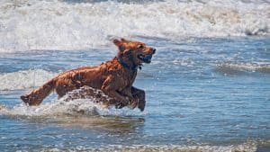 dog running in water at the beach