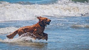 A golden retriever runs through the shallow water at a California beach, a blue ball clamped in its mouth. Waves roll and crash behind the dog, whose wet fur suggests it has been swimming. The background features churning surf and a distant horizon.