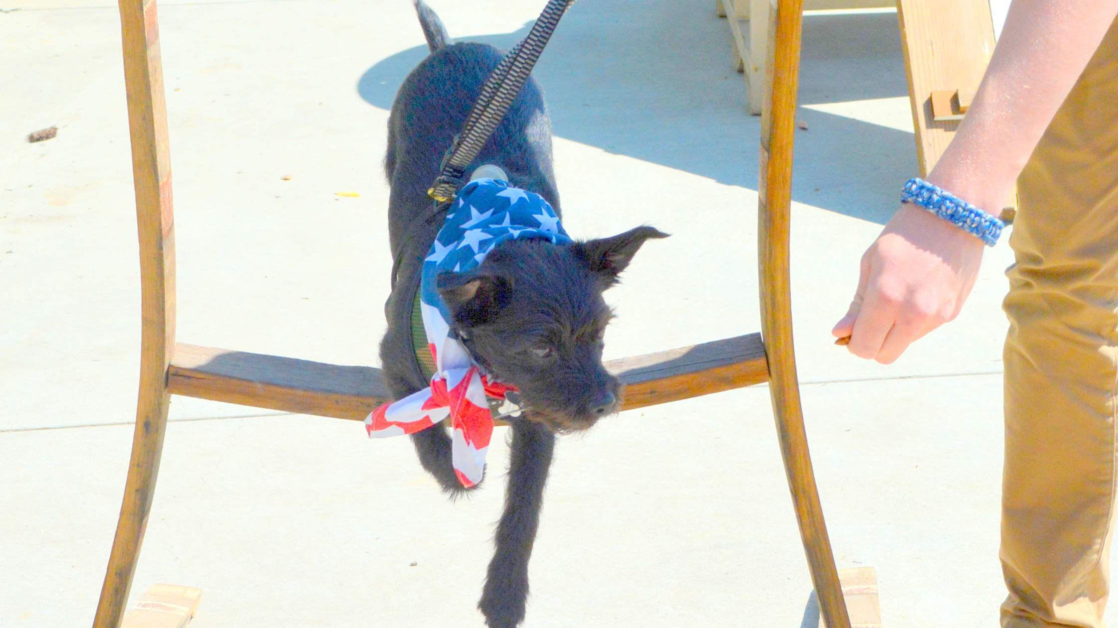 A dog adorned with a star-emblazoned bandana jumps over. hurdle at the lively Bark & Barrel Rally.