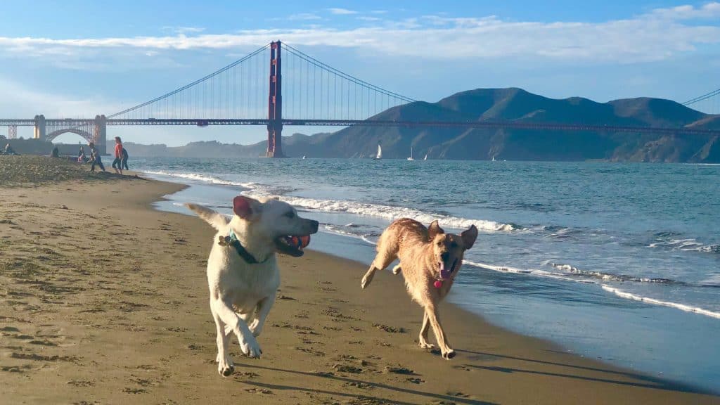 Two dogs running on the beach at Crissy Field with the Golden Gate Bridge in the background.
