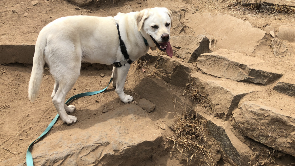 Maya climbing Bishop Peak, SLO.