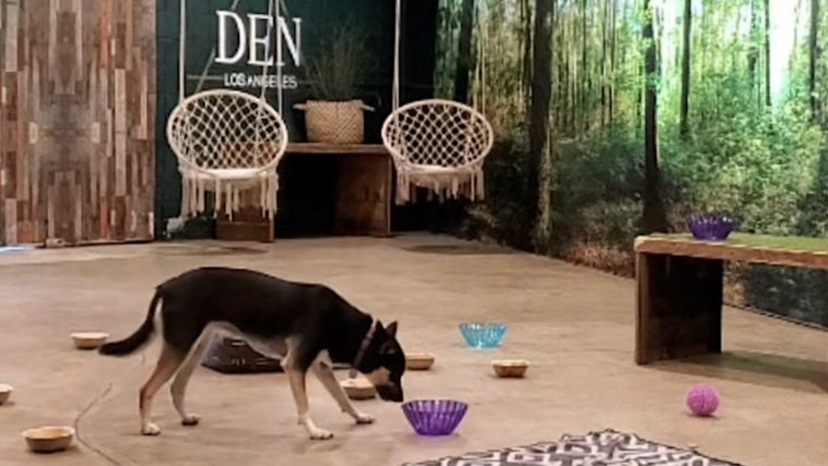 A dog sniffs the floor in a room adorned with forest-themed wall art and hanging rope chairs. Scattered on the floor are bowls and a purple ball. To the right, a wooden bench sits beside a sign that reads "DEN Los Angeles," promoting an upcoming Scent Work Workshop at this Urban Dog Retreat.