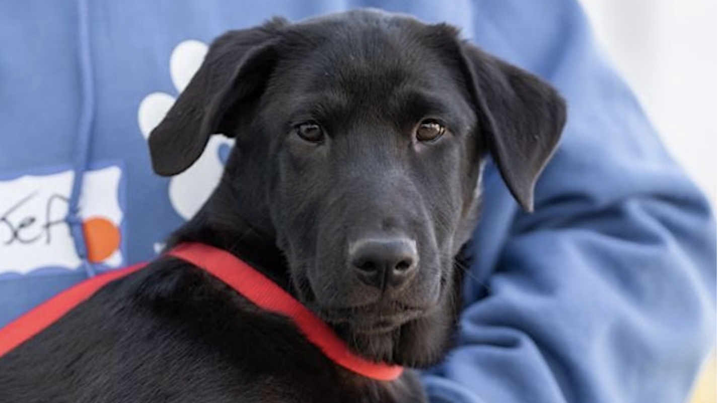 A black dog wearing a red collar stares directly at the camera, held by a person in a blue sweater. The sweater includes a nametag sticker partially reading "Jeff" and features a paw print symbol, suggesting an ongoing adoption event focused on pet rescue.