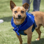 A small brown dog, outfitted in a blue bandana and harness, stands on green grass and stares into the camera, its ears pointed forward. In the background, you can see people's legs indicating a social gathering—ideal for a Wags & Wine brunch.