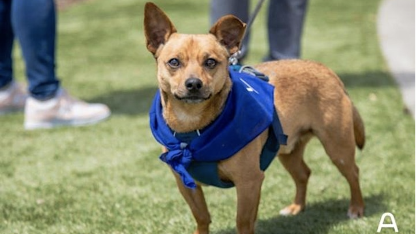 A small brown dog, outfitted in a blue bandana and harness, stands on green grass and stares into the camera, its ears pointed forward. In the background, you can see people's legs indicating a social gathering—ideal for a Wags & Wine brunch.