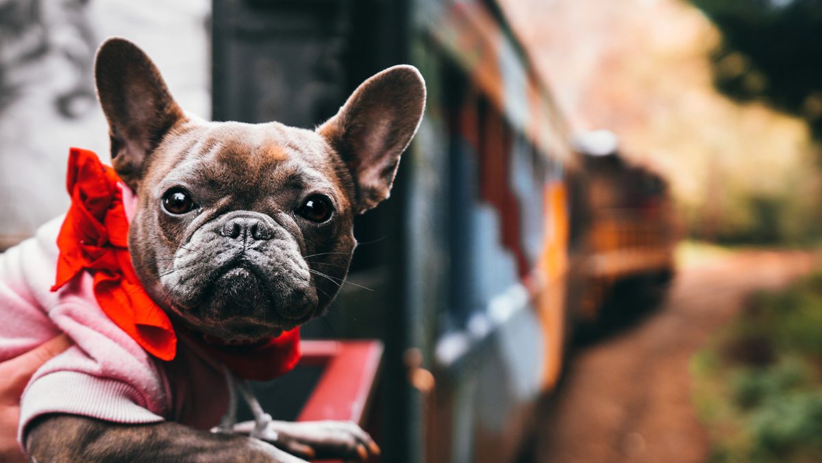 A small French Bulldog, sporting a red bow and a pink outfit, stands on the red railing of the Skunk Train. The dog looks directly at the camera while behind it, blurred tracks and surrounding greenery suggest a scenic train ride.
