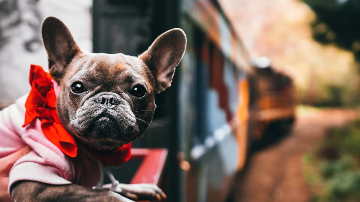 Skunk-Train-Pet-Friendly