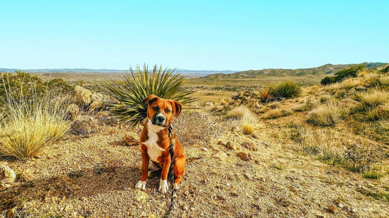 Maggie in the California desert.